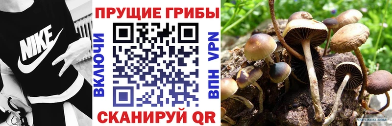 Псилоцибиновые грибы Magic Shrooms  Купить  Тулун 